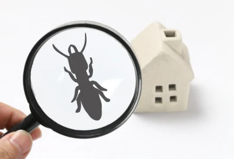 Affordable Pest control Services Bakersfield